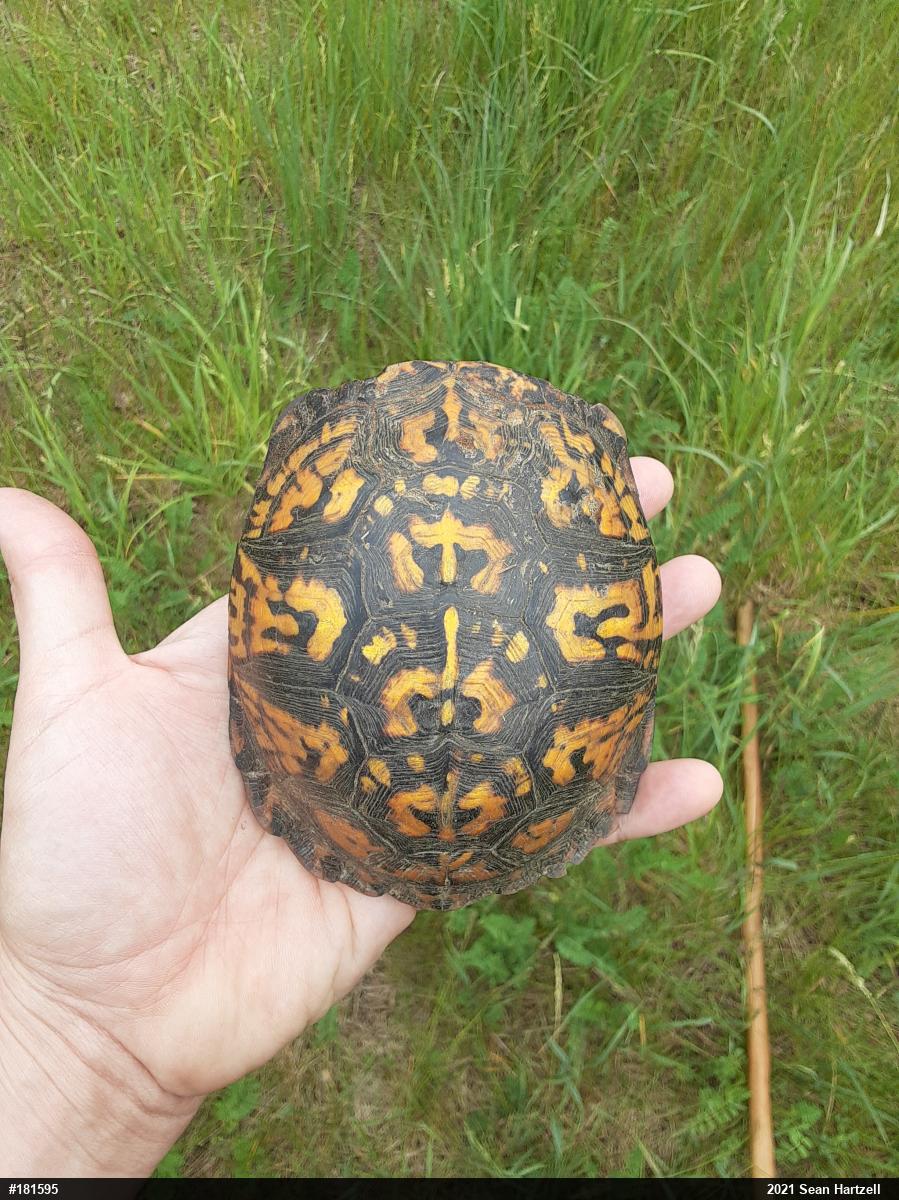 Eastern Box Turtle