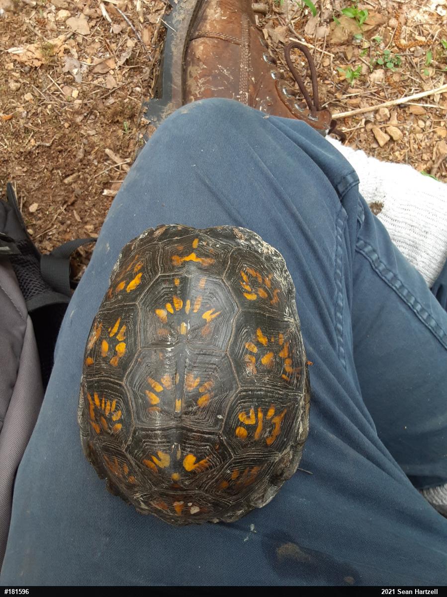 Eastern Box Turtle