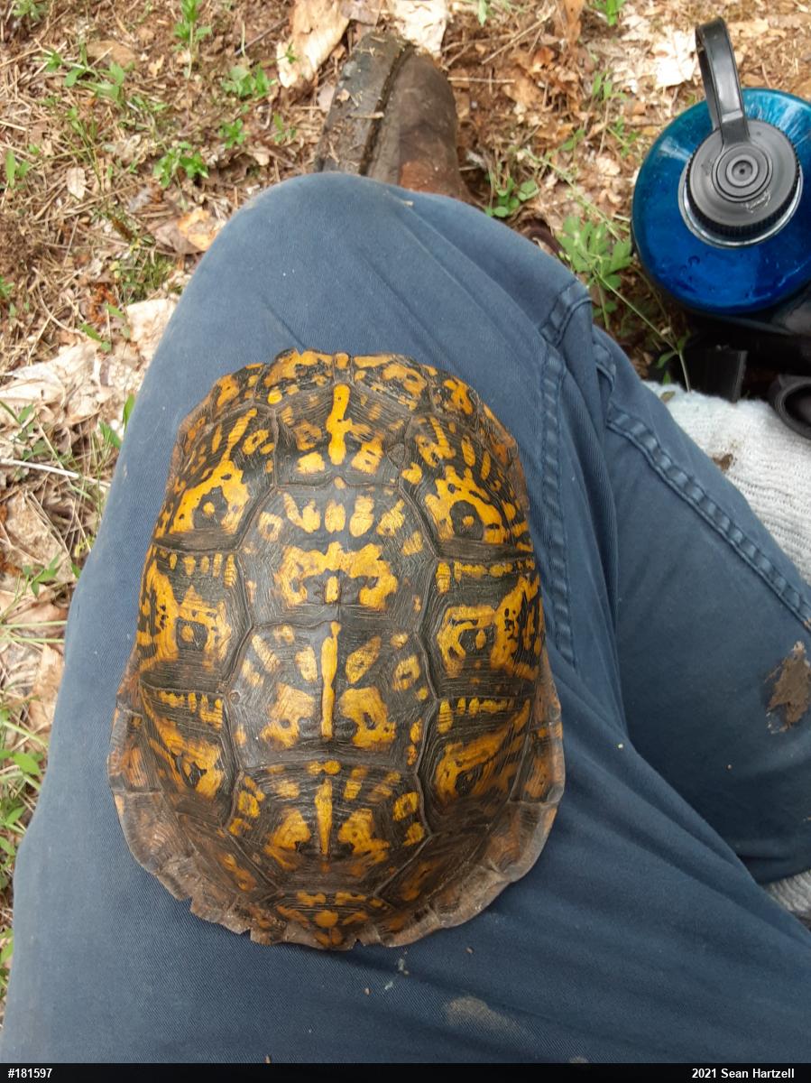 Eastern Box Turtle
