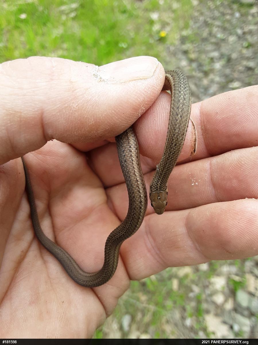 Shorthead Gartersnake