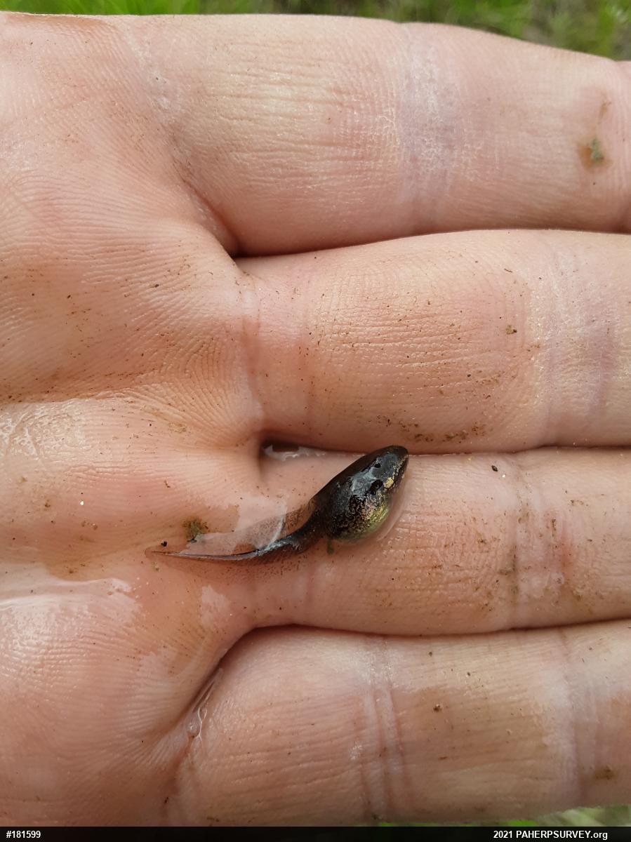 Wood Frog