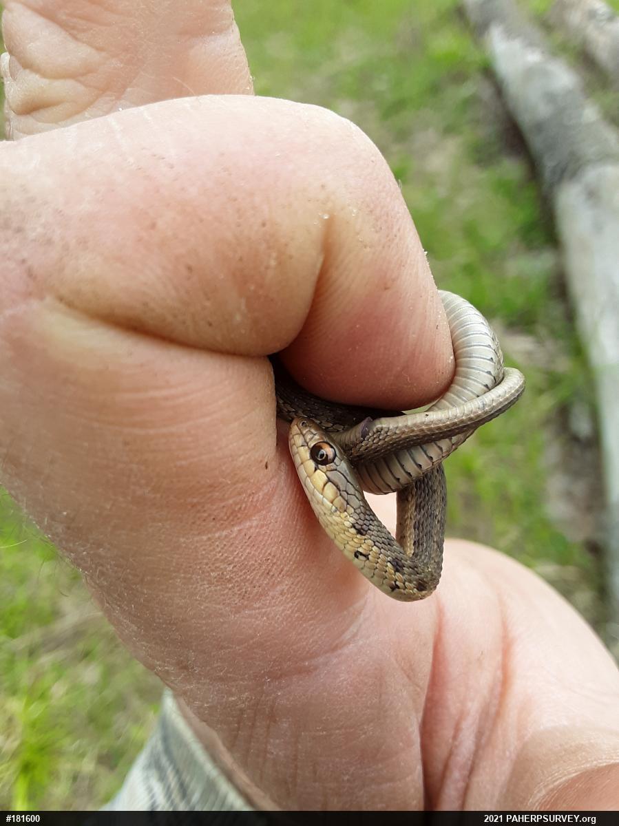 Eastern Gartersnake