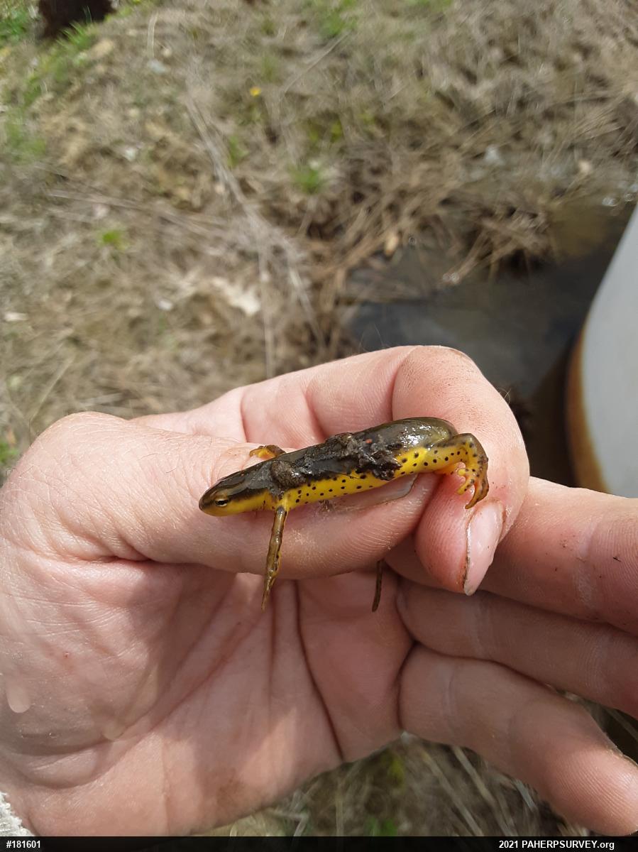 Red-spotted Newt