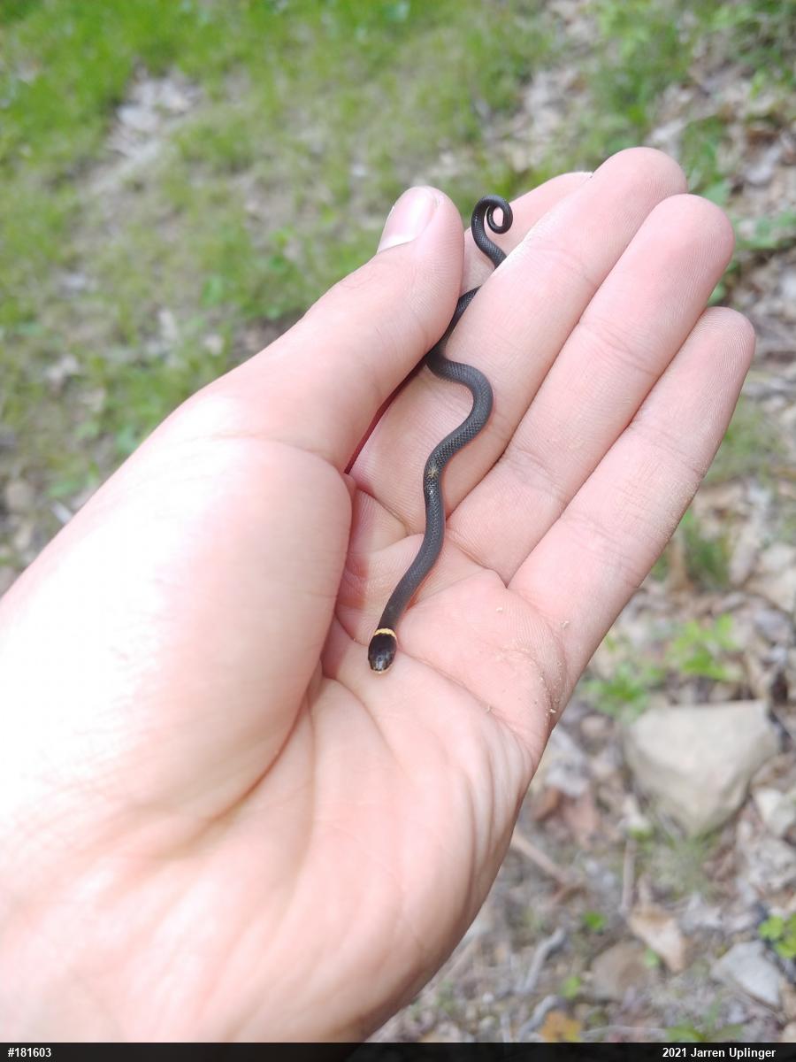 Northern Ring-necked Snake