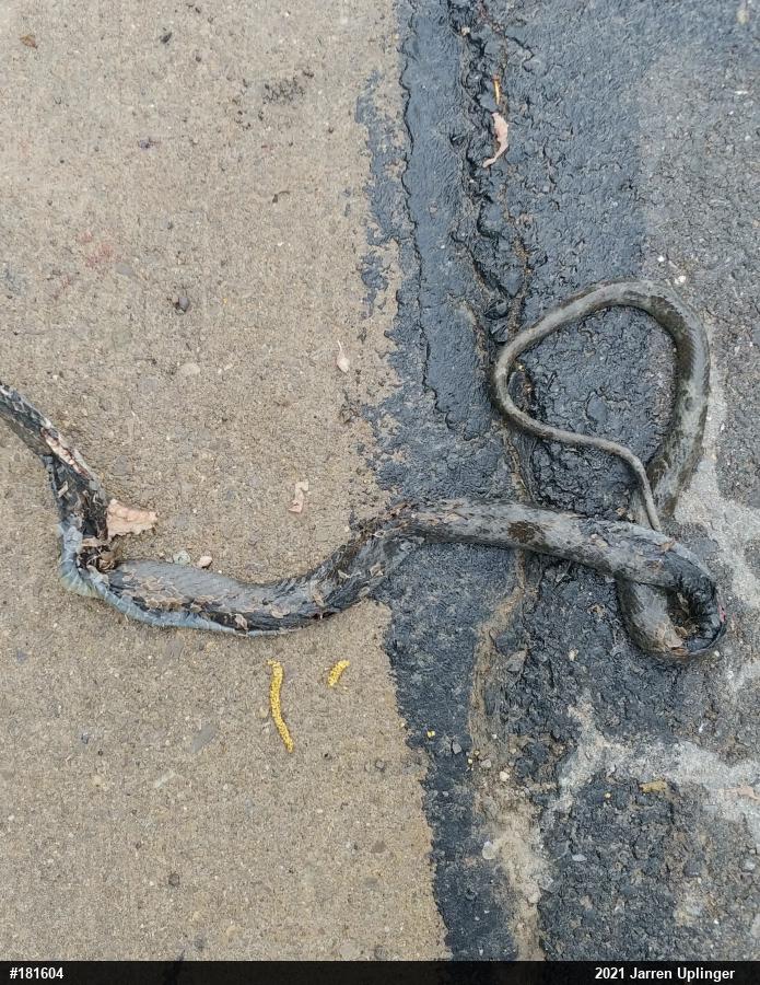 Northern Black Racer
