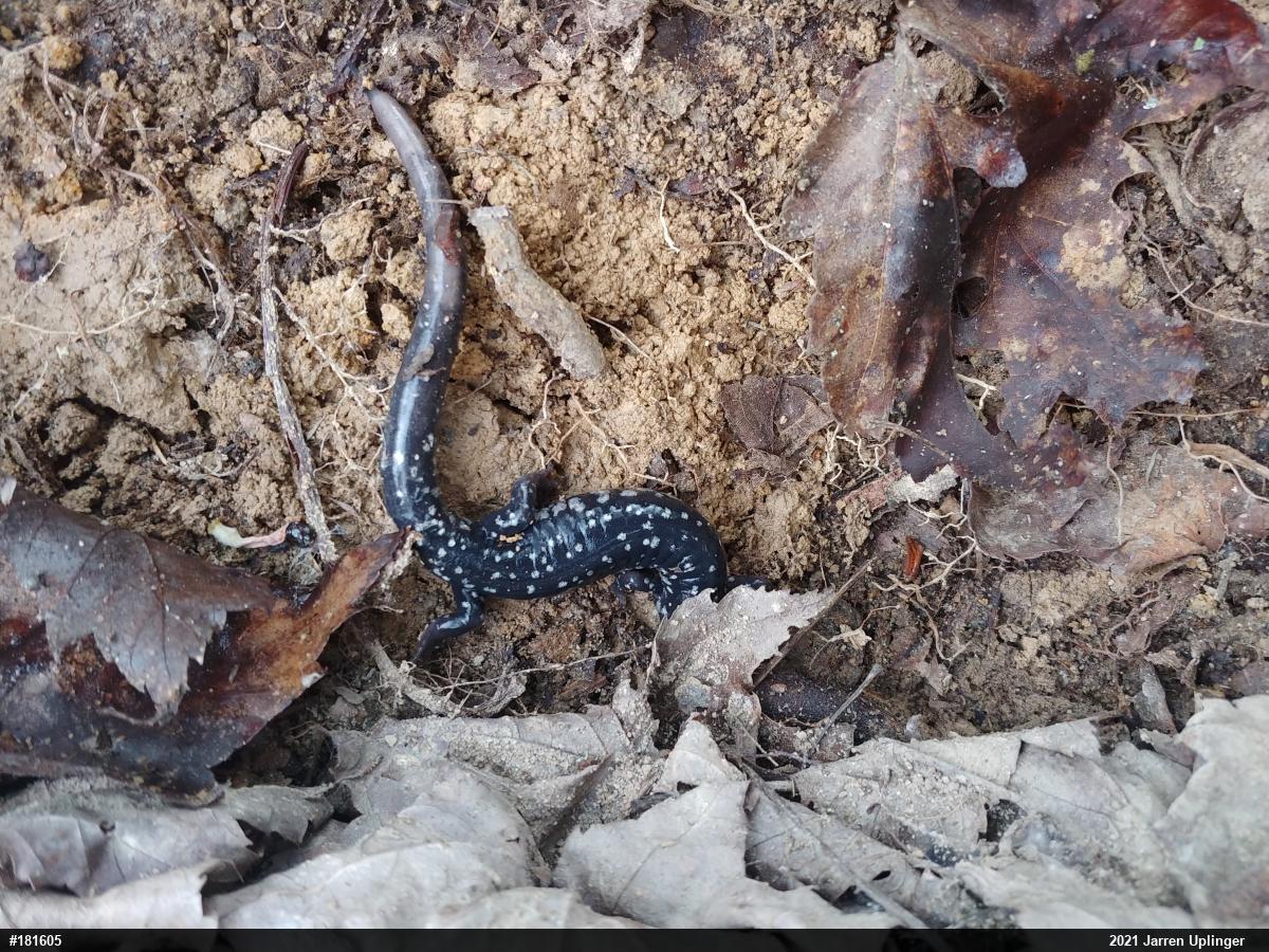 Northern Slimy Salamander