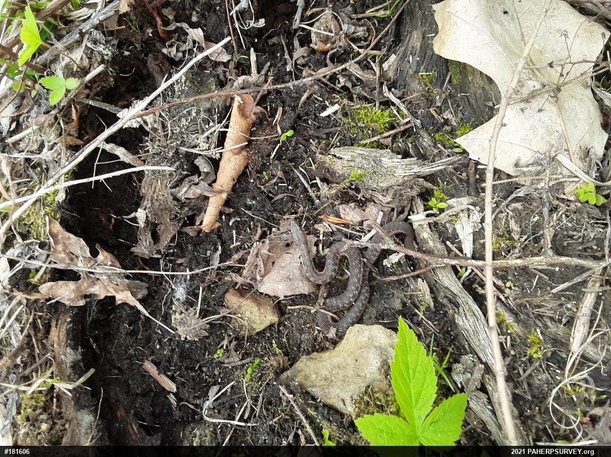 Eastern Gartersnake
