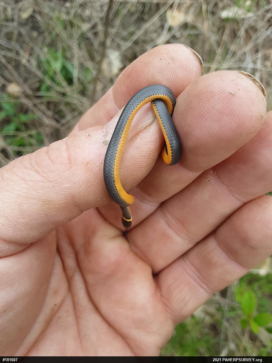 Northern Ring-necked Snake