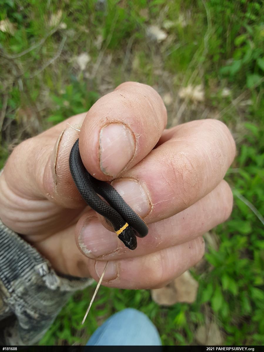 Northern Ring-necked Snake