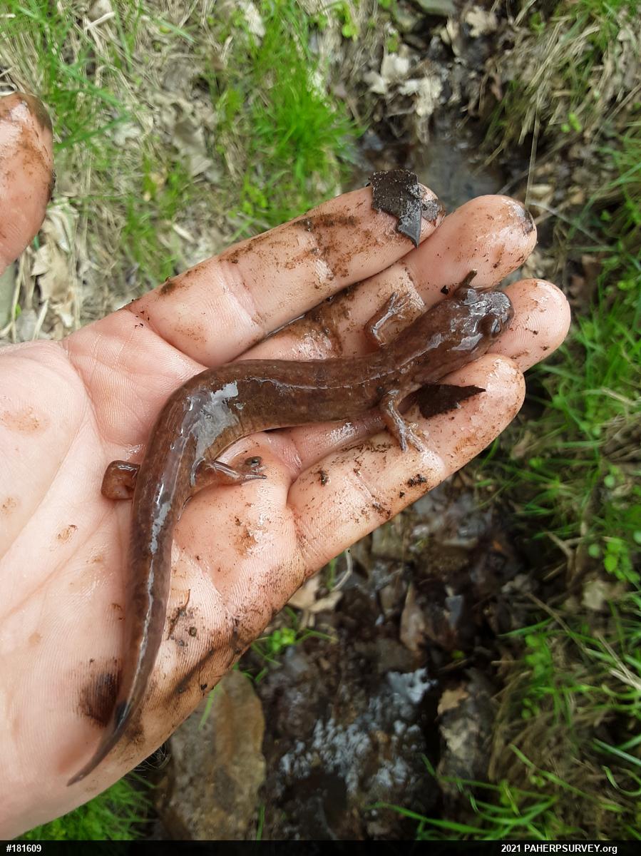 Northern Spring Salamander