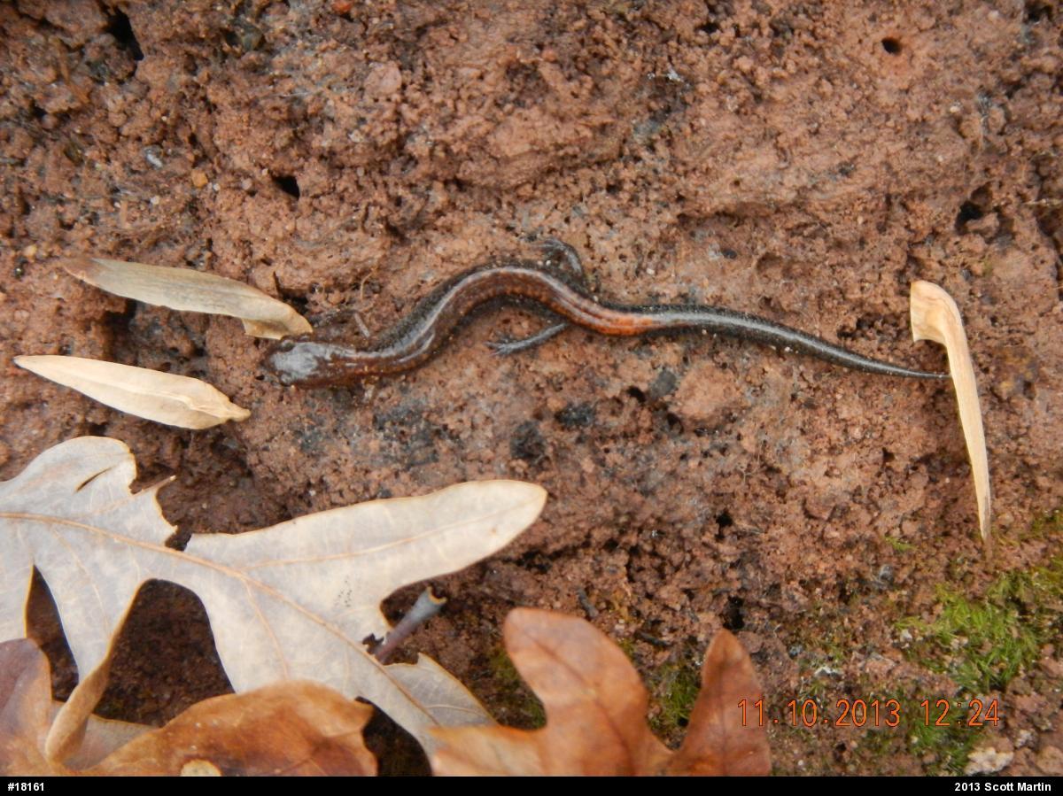 Eastern Red-backed  Salamander