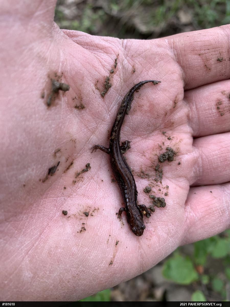 Allegheny Mountain Dusky Salamander