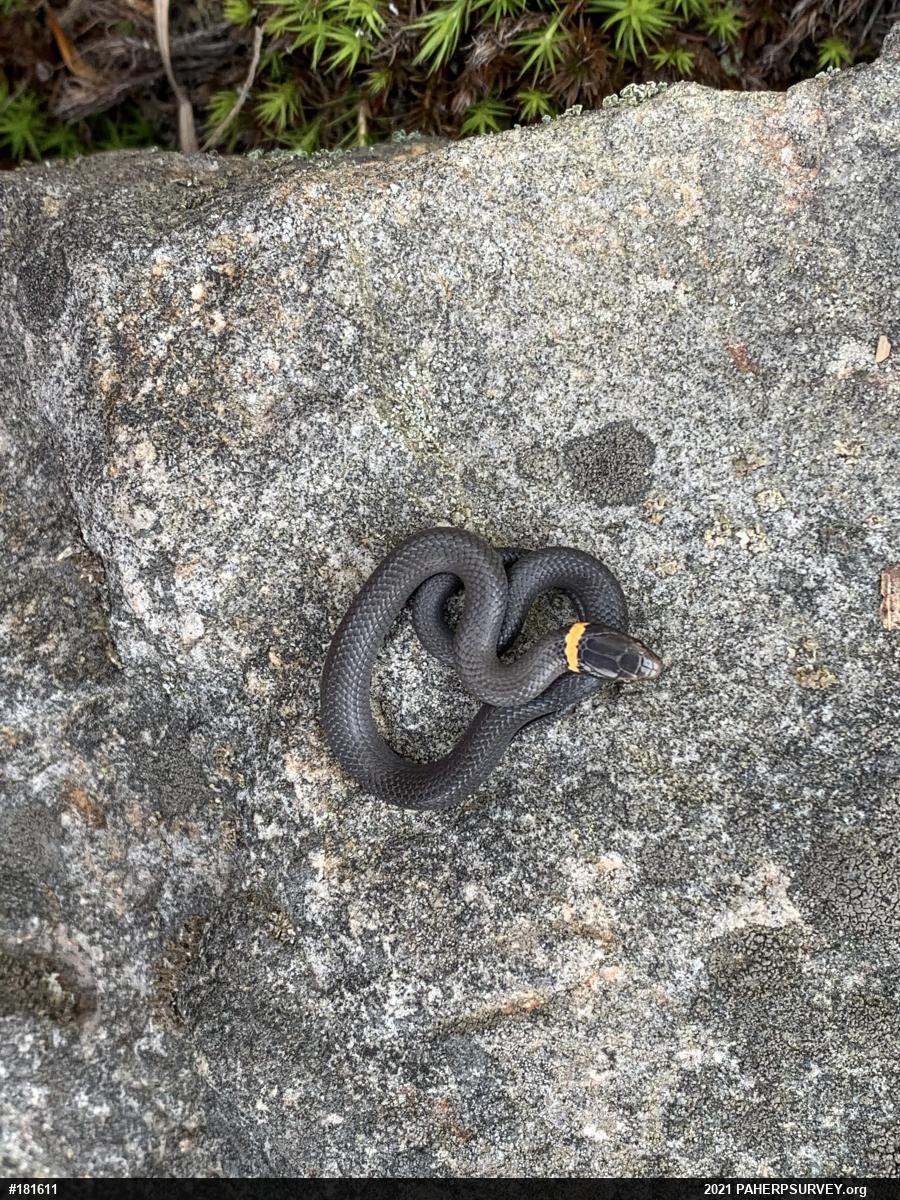 Northern Ring-necked Snake