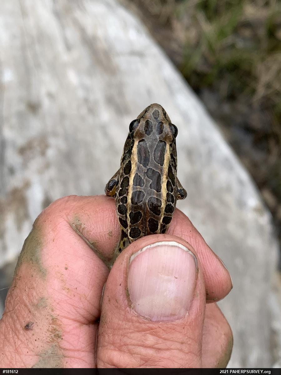 Pickerel Frog