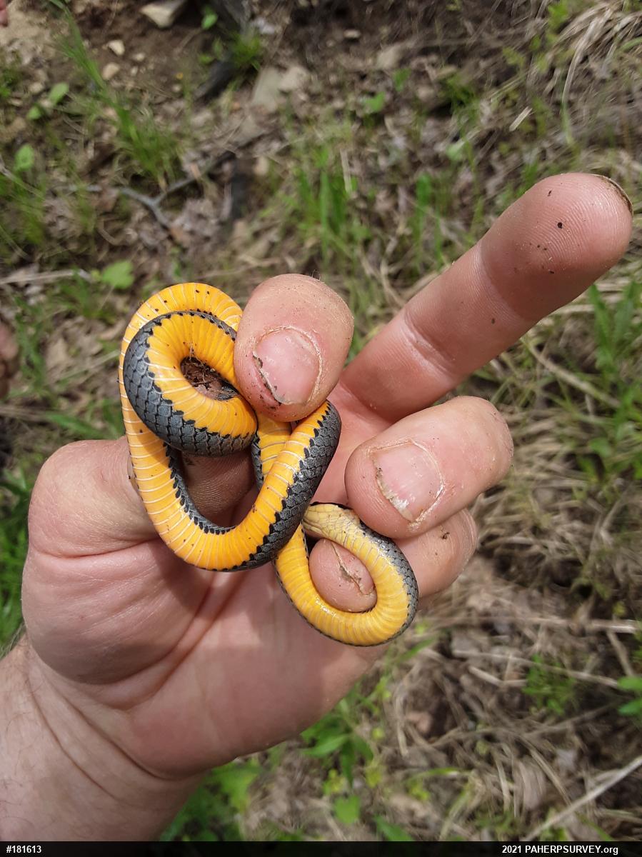 Northern Ring-necked Snake