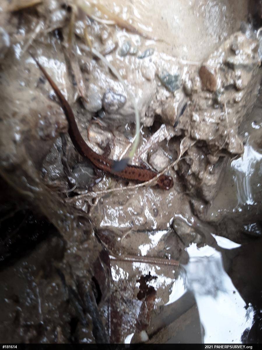 Allegheny Mountain Dusky Salamander