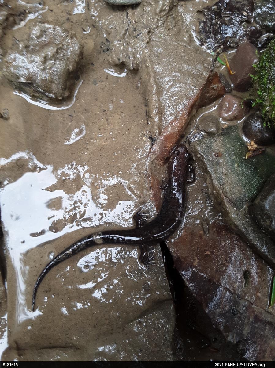 Allegheny Mountain Dusky Salamander