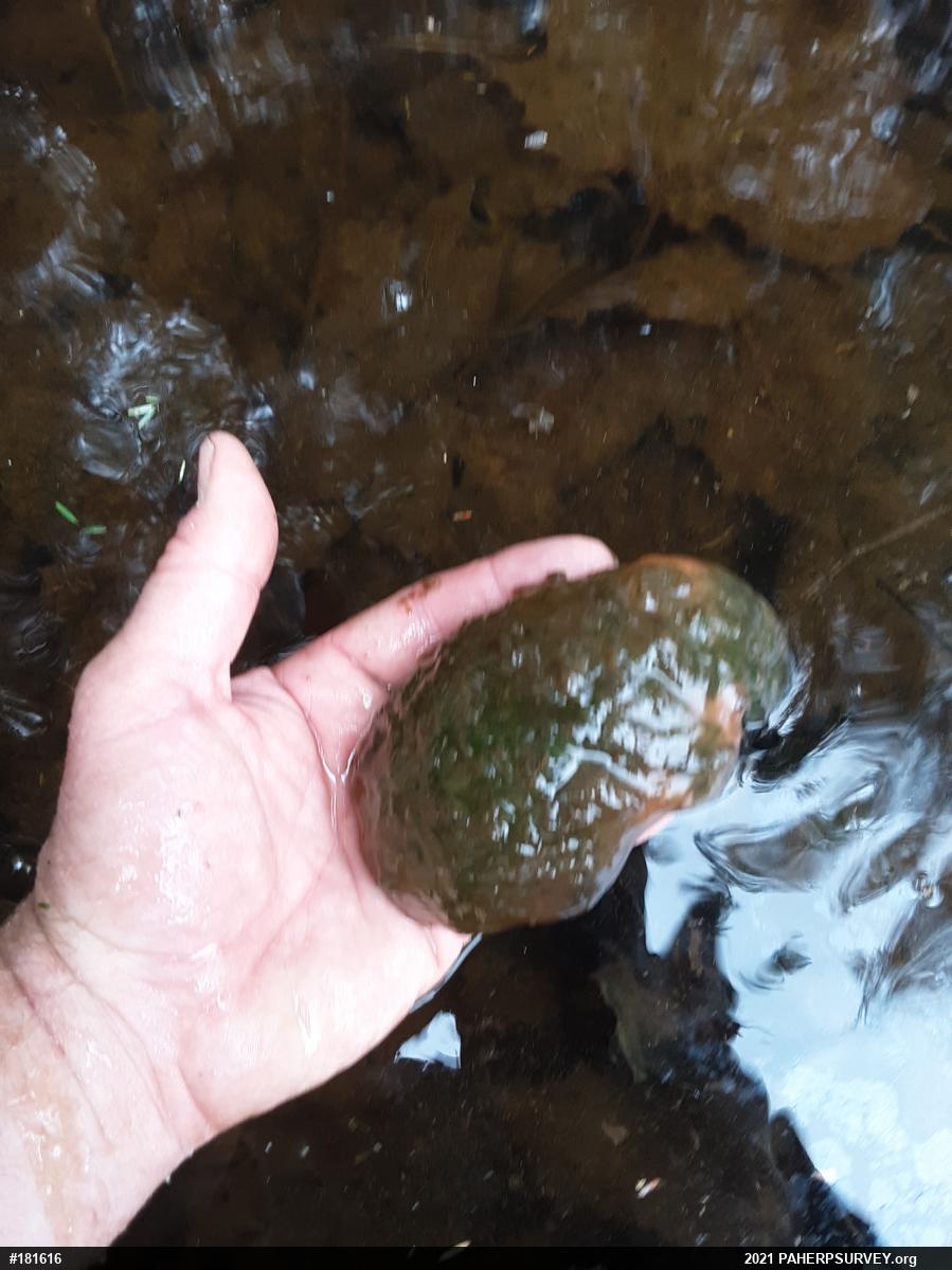 Spotted Salamander