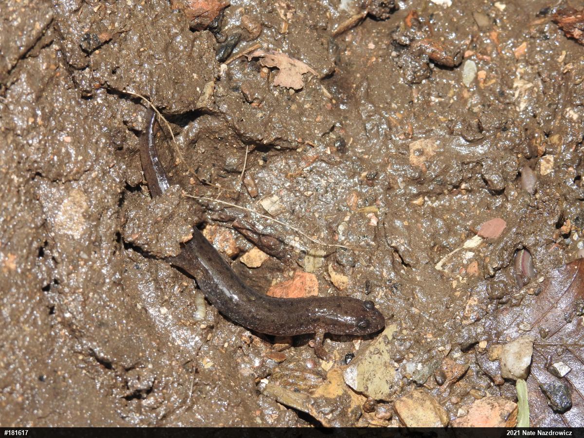 Northern Dusky Salamander