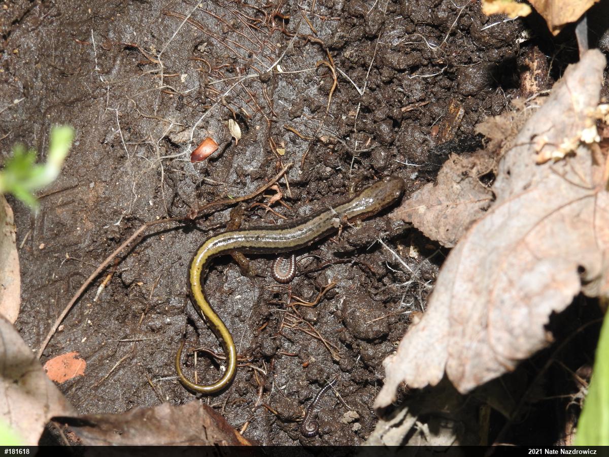 Northern Two-lined Salamander