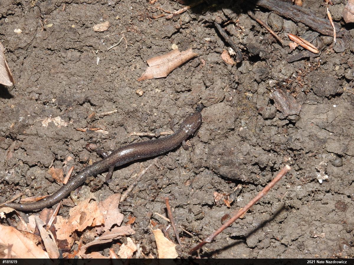 Eastern Red-backed  Salamander