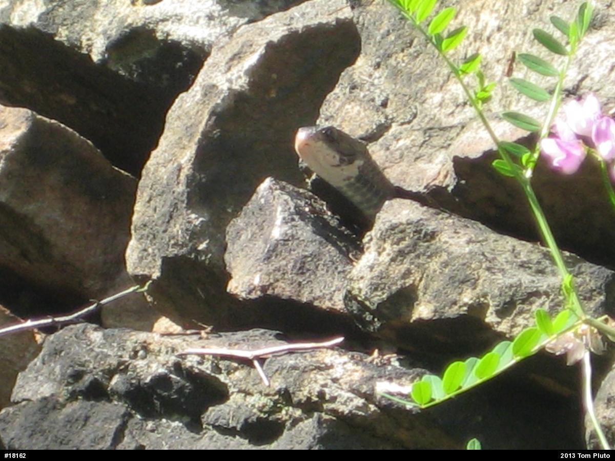 Northern Black Racer