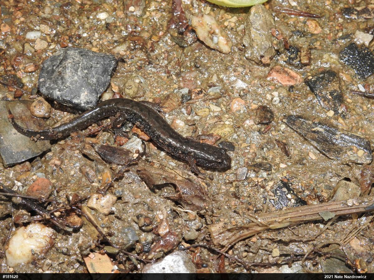 Northern Dusky Salamander