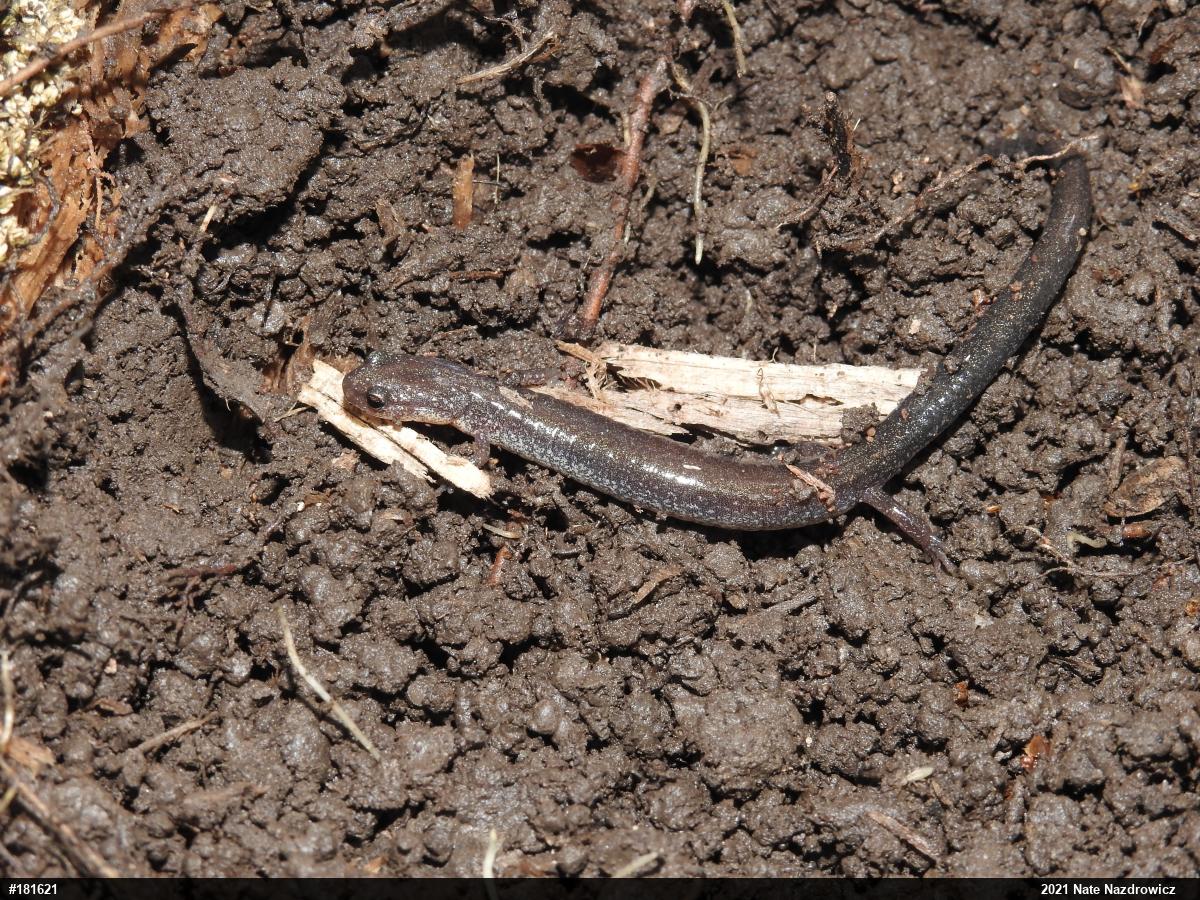 Eastern Red-backed  Salamander
