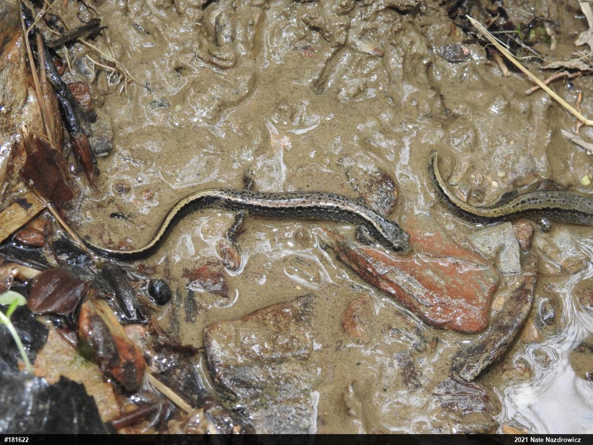Northern Two-lined Salamander