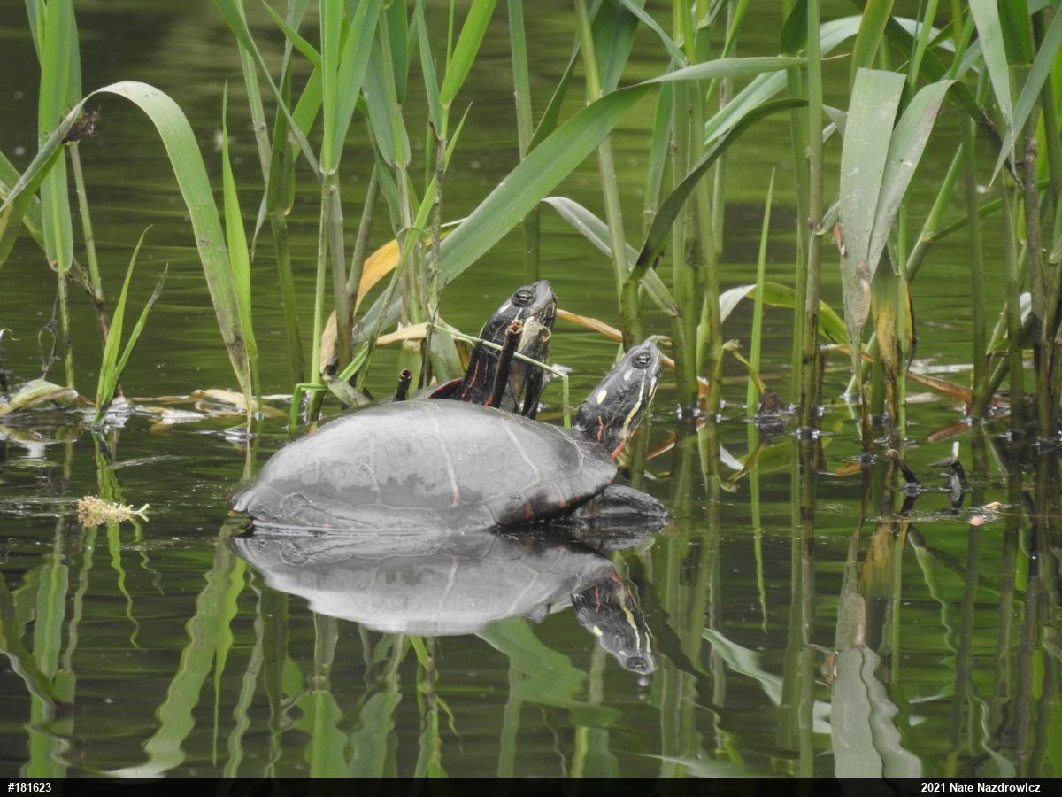 Eastern Painted Turtle