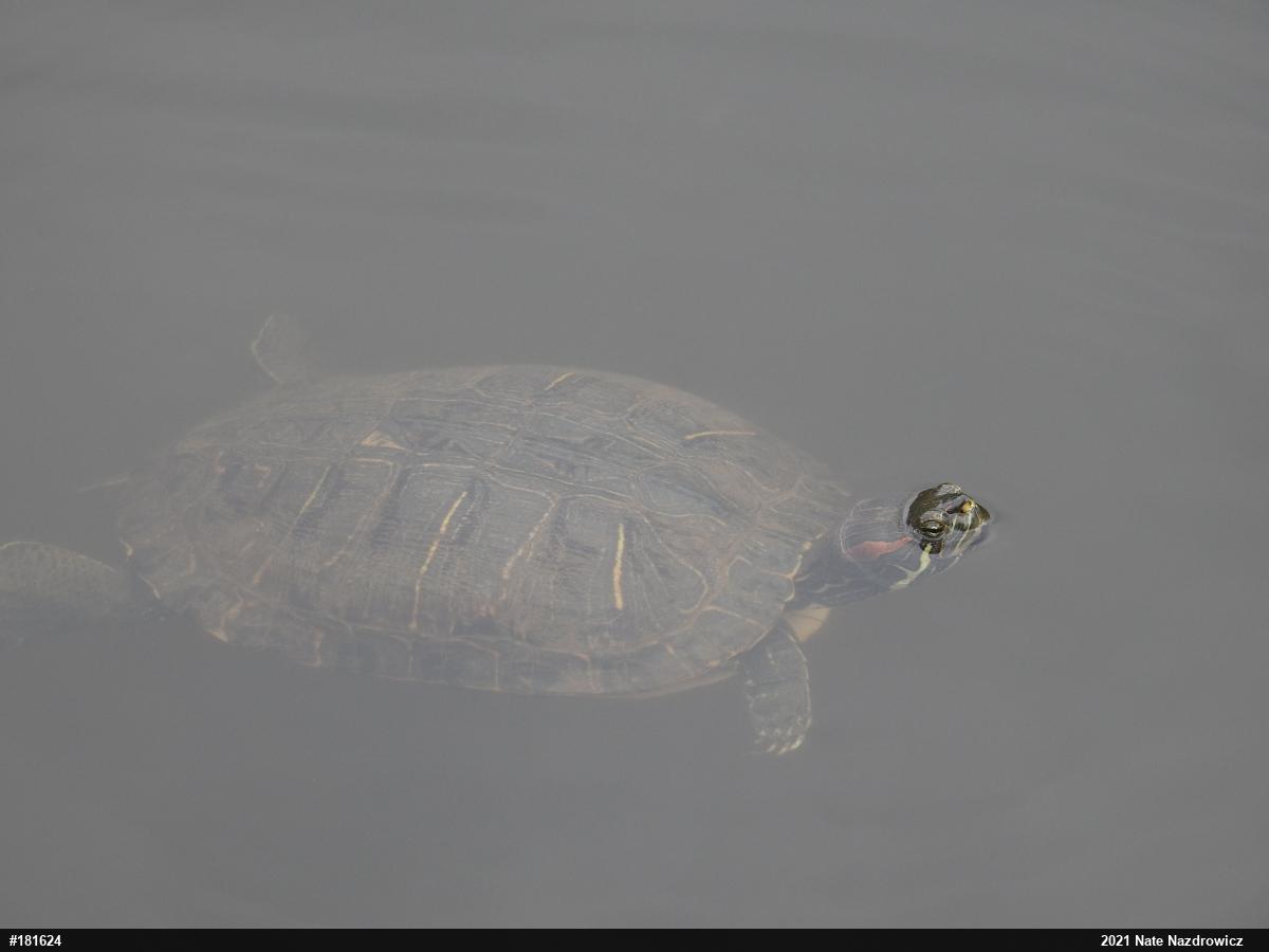 Red-eared Slider