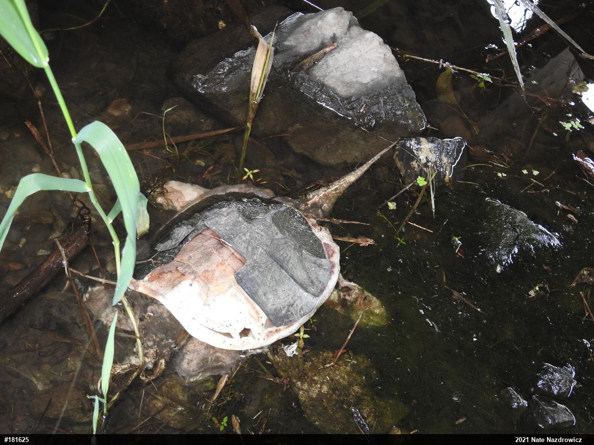 Snapping Turtle