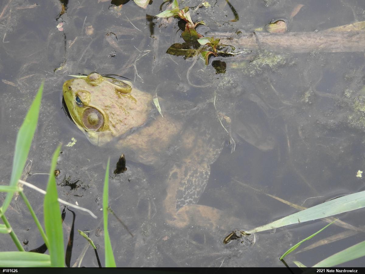 American Bullfrog