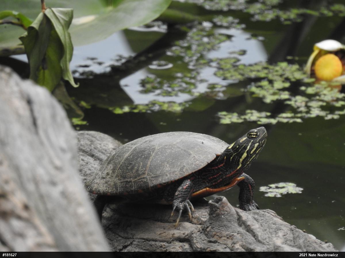 Painted Turtle