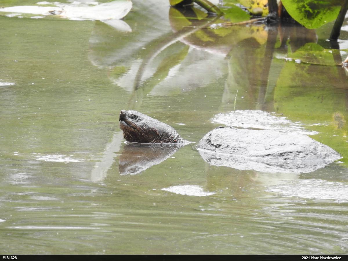 Snapping Turtle