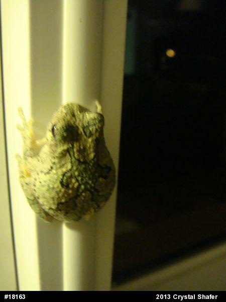Unknown Gray Treefrog