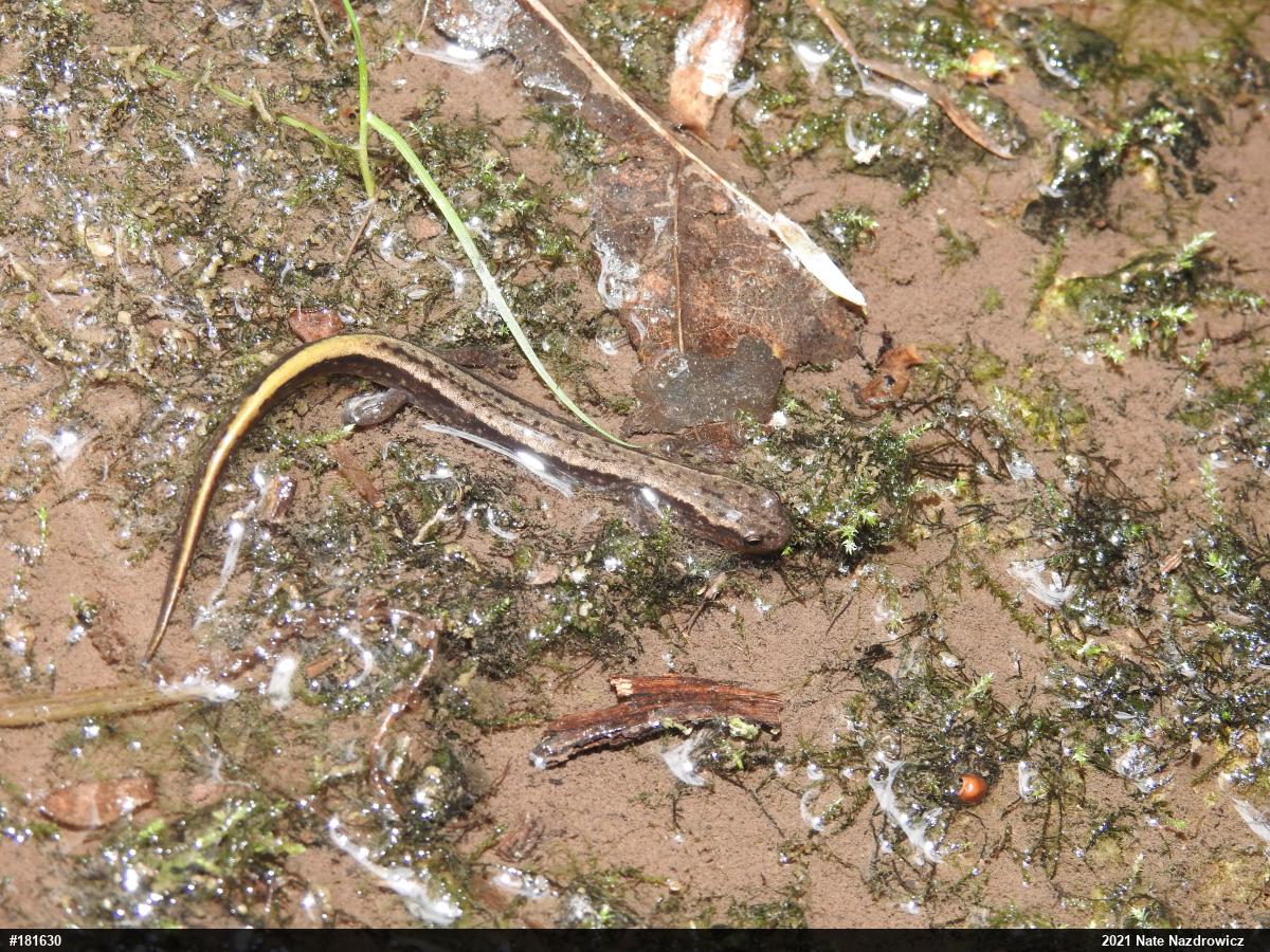 Northern Two-lined Salamander