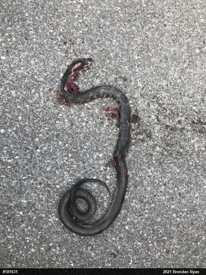 Eastern Ratsnake