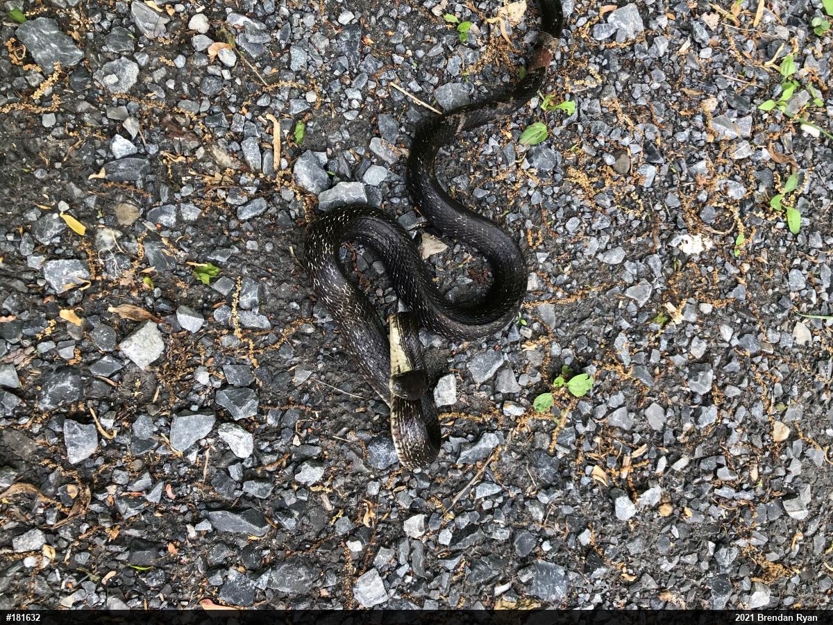 Eastern Ratsnake
