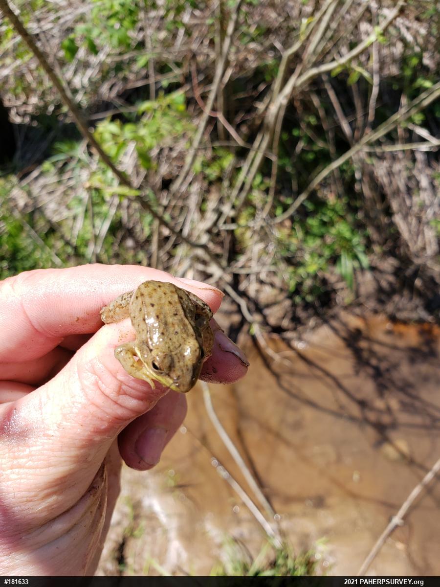 Green Frog