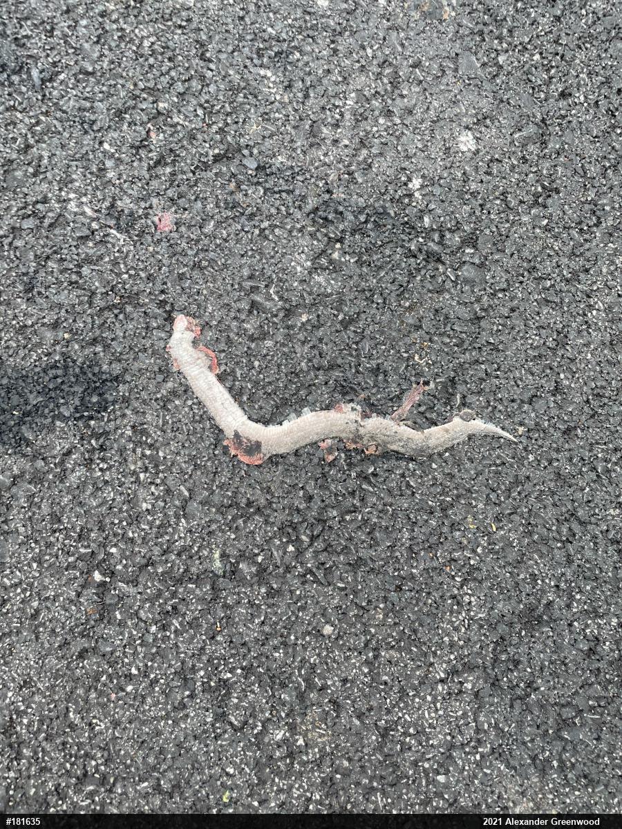 Smooth Earthsnake