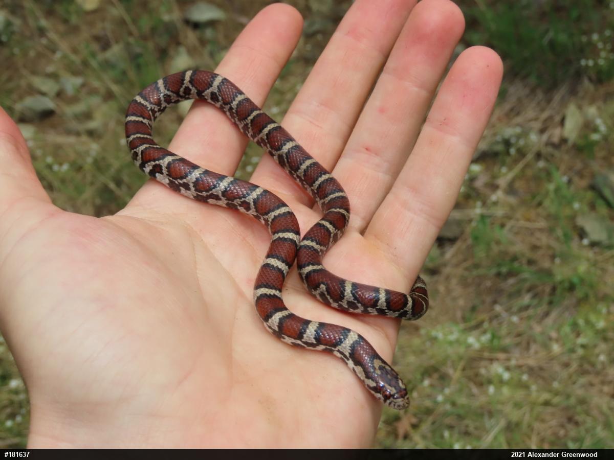 Eastern Milksnake