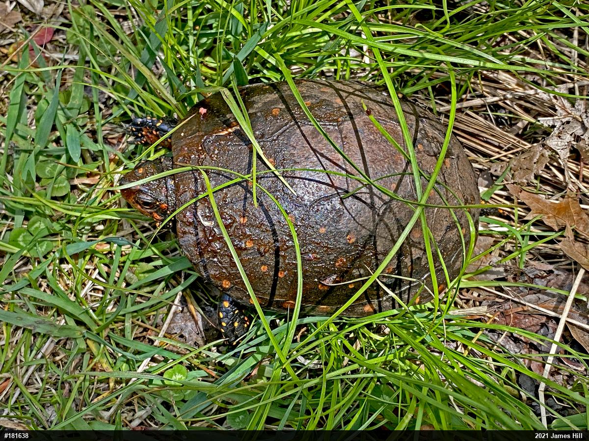 Spotted Turtle