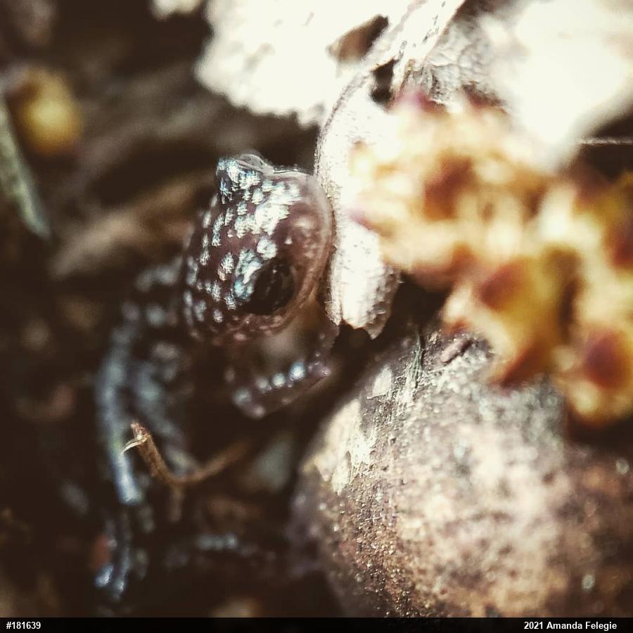 Northern Slimy Salamander