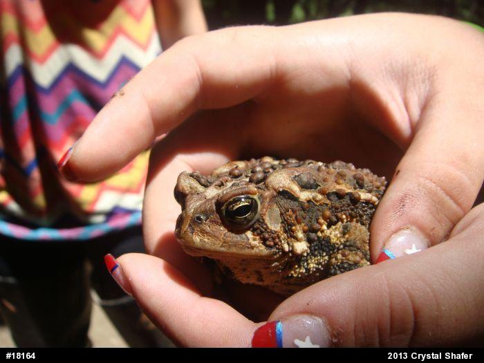 Eastern American Toad