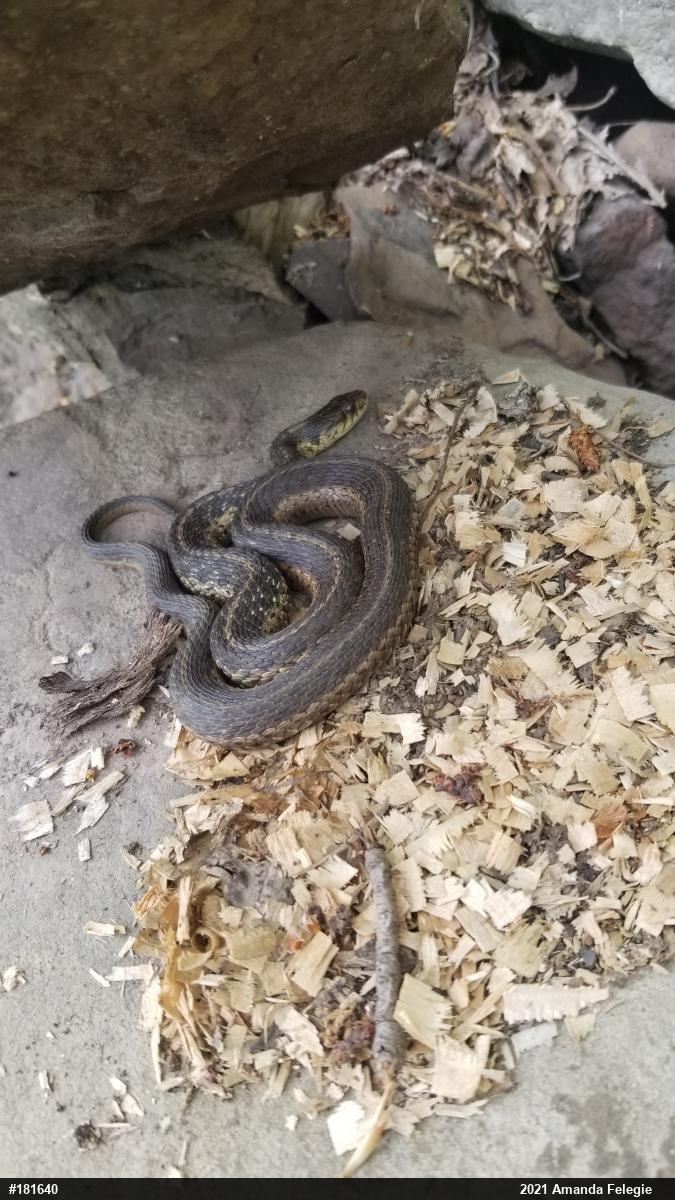 Eastern Gartersnake