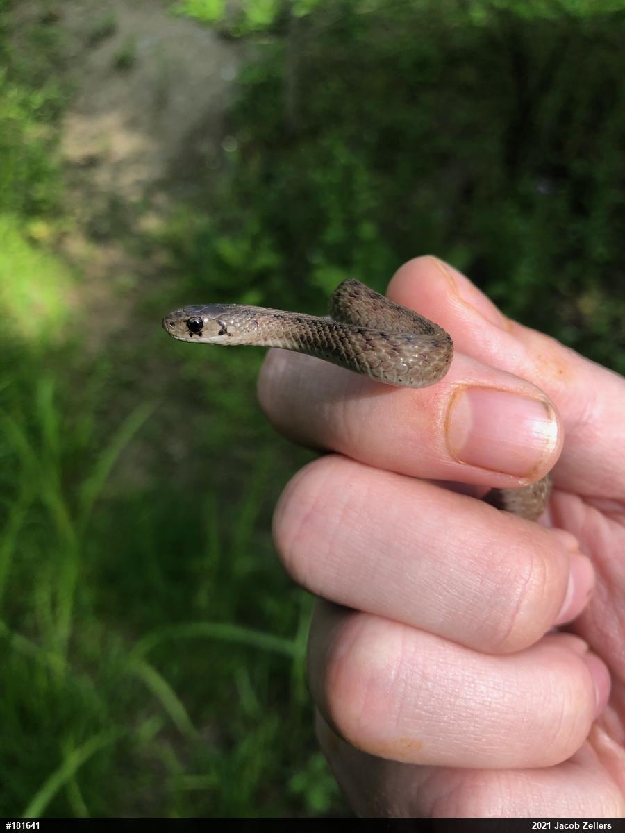 Dekay's Brownsnake