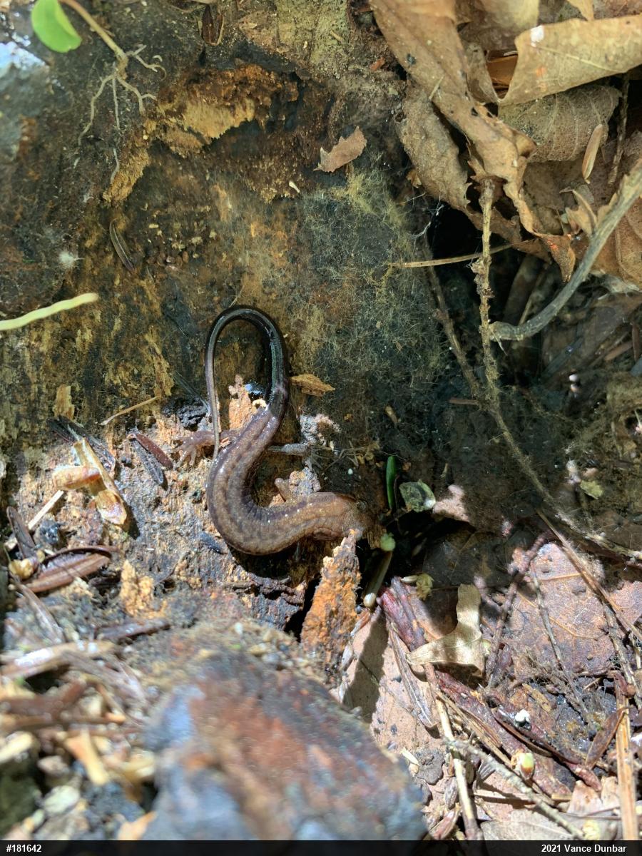 Allegheny Mountain Dusky Salamander