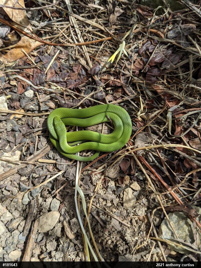 Smooth Greensnake