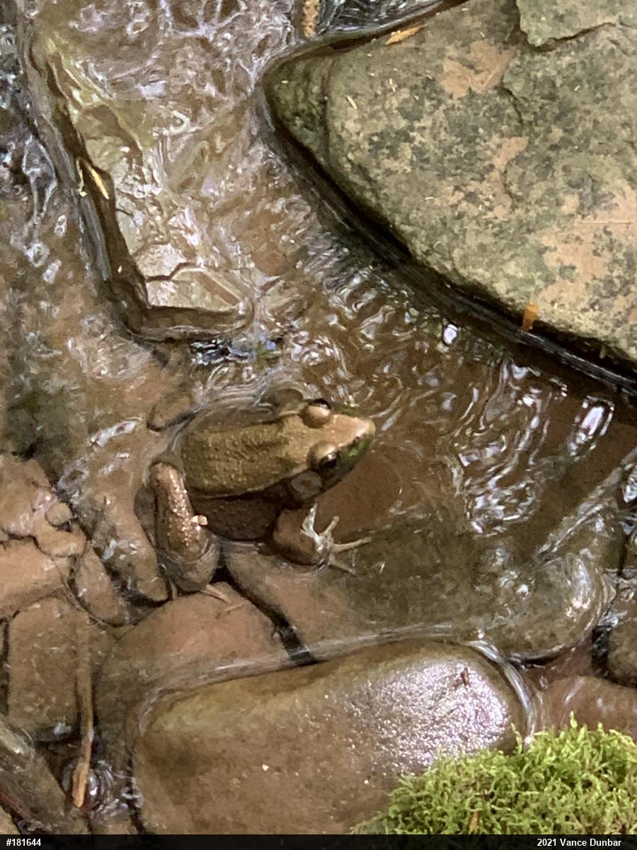 Green Frog